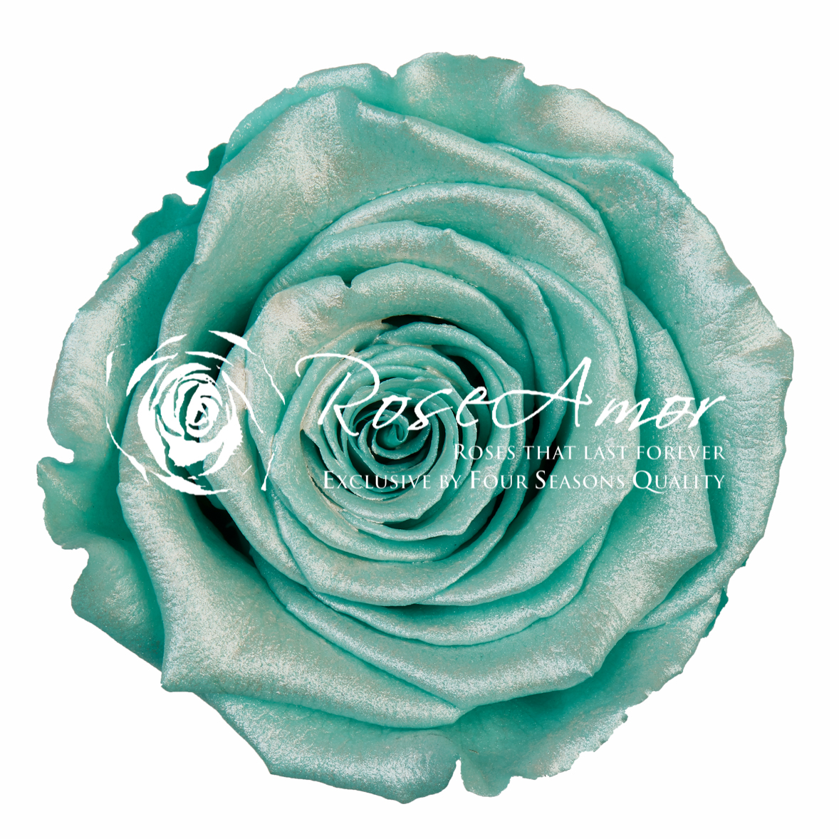 tiffany blue roses plant