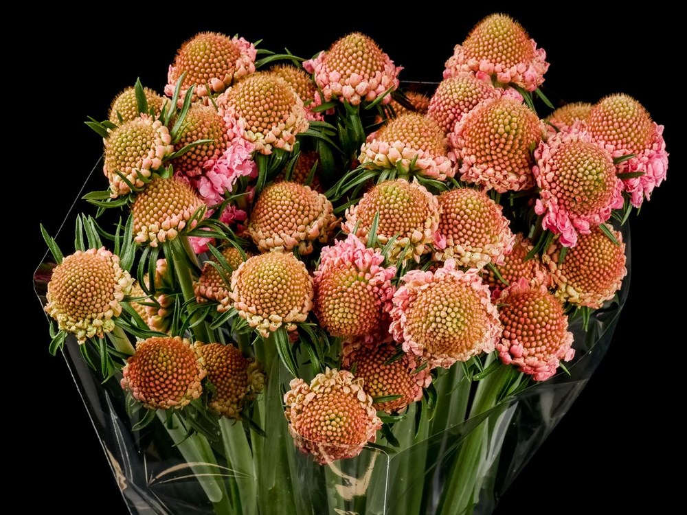 Candy Scoop Scabiosa