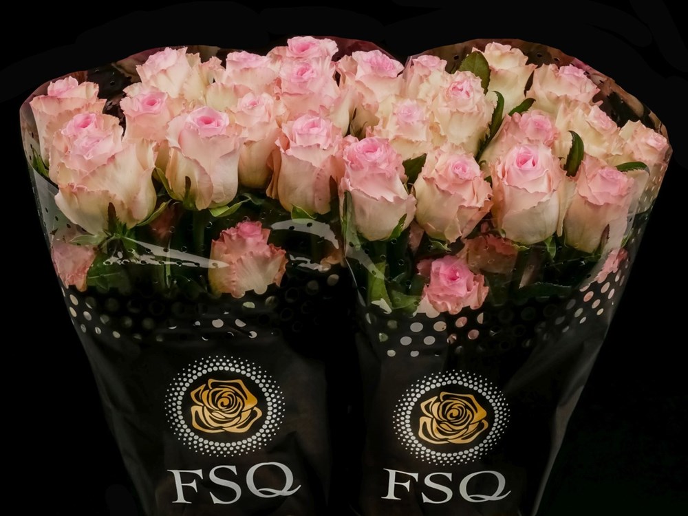 Weggegooid Onderscheppen Succes MANDALA a Pink rose from Ecuador