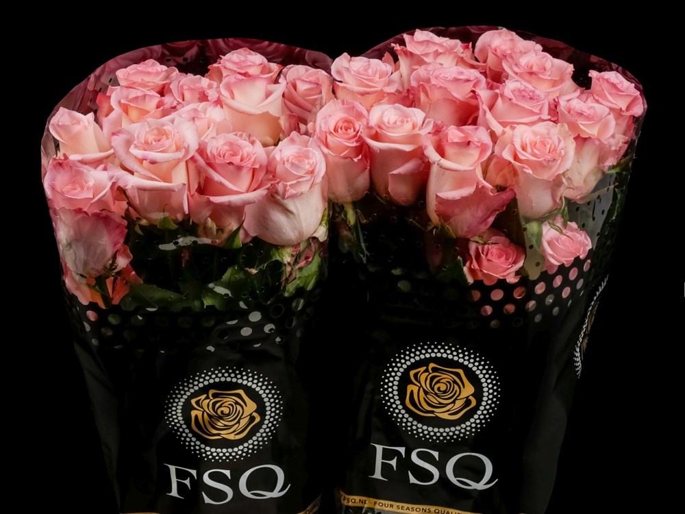 Rosa 'Rose for Elaine'- buy roses online from RV Roger Ltd